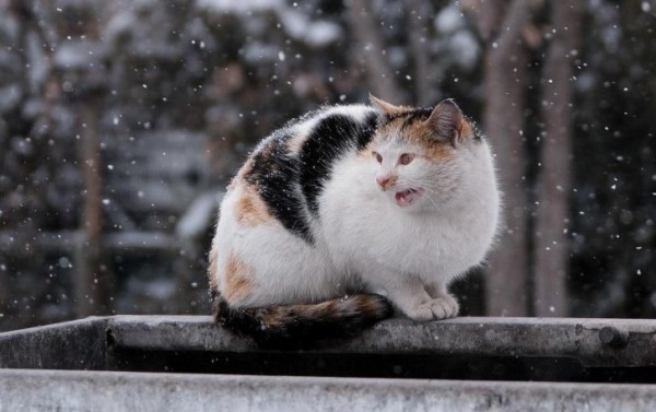 Veterinária orienta como proteger os animais do frio intenso