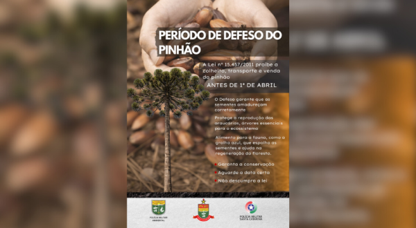 Polícia Militar Ambiental alerta para proibição da colheita do pinhão antes de abril