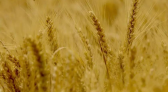 Município paranaense conquista título de maior produtor de trigo do Brasil
