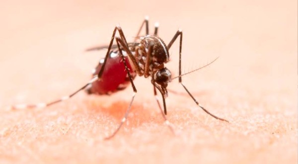 Focos positivos reforçam alerta para combate à dengue