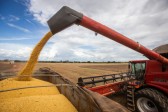 Produção mundial de soja pode alcançar 398,2 milhões de toneladas