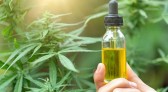 Após liberação, primeira importação de cannabis medicinal já tem data para chegar ao estado