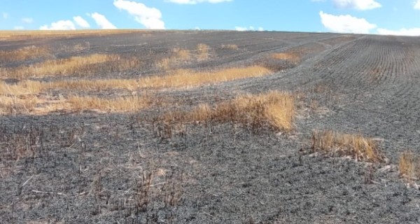 Incêndio atinge plantação de trigo na Linha Barro Preto