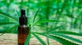 Com foco em saúde e mercado, OAB realiza seminário sobre Cannabis em SC