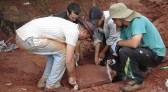Pesquisadores de SC auxiliam na descoberta de "novo dinossauro brasileiro"