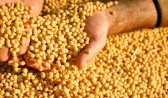 Ministério da Agricultura institui novas regras para o uso e comercialização de sementes
