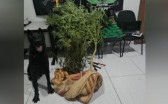 ROTAM apreende cerca de 13kg de maconha em tabletes e um pé da droga de dois metros