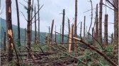 Tornado destrói plantação de pinus e eucaliptos em SC, diz meteorologista