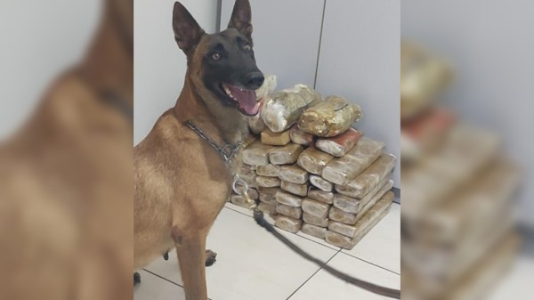 BPFRON Apreende 43,3 Kg de Maconha em Realeza