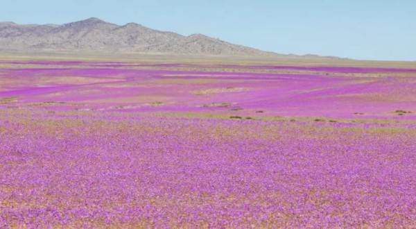 Como nascem as flores no Deserto do Atacama?