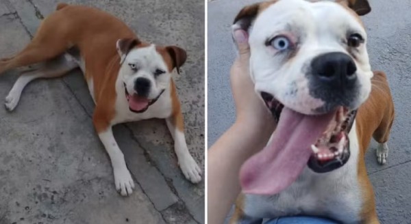 Golpista usa IA para simular resgate de cachorra e tira R$ 600 de família