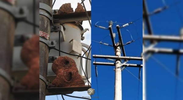 João de Barro e rompimento de cabos, causaram apagão em bairros durante o final de semana