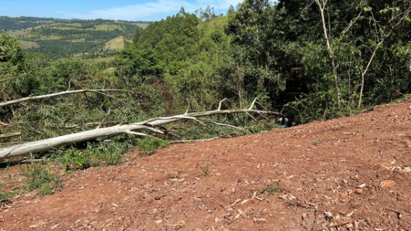 Homem morre ao ser atingido por árvore no interior