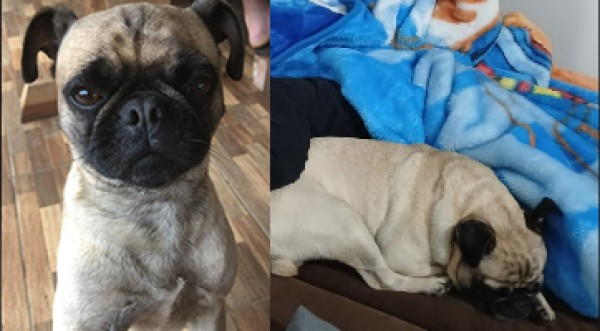Família procura por cachorro desaparecido em Dionísio Cerqueira