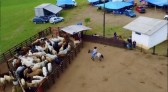 Bebê de 3 meses é internado após ser pisoteado por boi em rodeio no Paraná