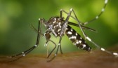 Casos prováveis de chikungunya aumentam 56% e chegam a 345 em SC