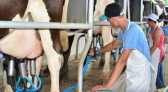 Santa Catarina lidera produtividade de leite no Brasil, com média de 17,21 litros por vaca ao dia