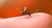 Morador de cidade do Oeste de SC morre por complicações da dengue