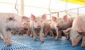 Preço do suíno acumula 13 quedas em 2026 e aumenta pressão sobre produtores de SC