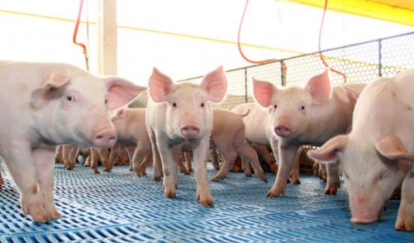 Preço do suíno acumula 13 quedas em 2026 e aumenta pressão sobre produtores de SC