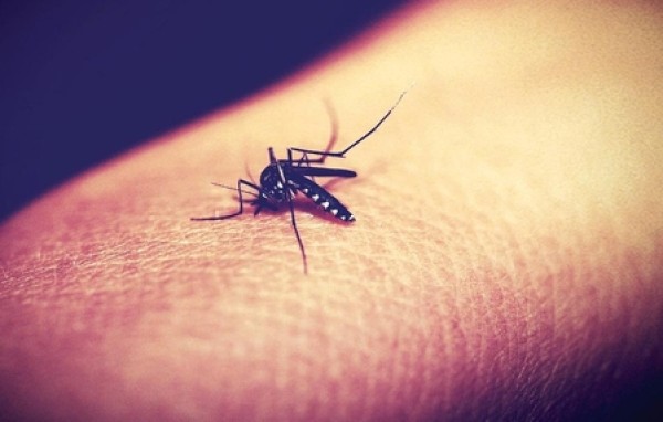 Com mortes no Oeste, SC registra 17 óbitos por dengue e mais de 24 mil casos em 2025