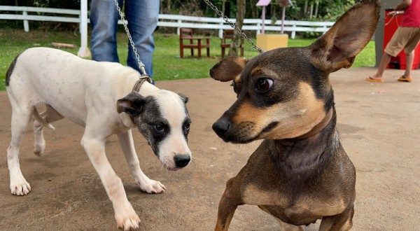 CastraPet Paraná promove ação de castração gratuita e reforça o bem-estar animal