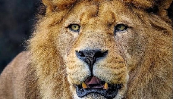 Receita libera programa da declaração do Imposto de Renda 2026; veja como baixar