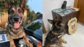 Cão policial que ajudou a apreender 12 toneladas de drogas se aposenta após diagnóstico de câncer
