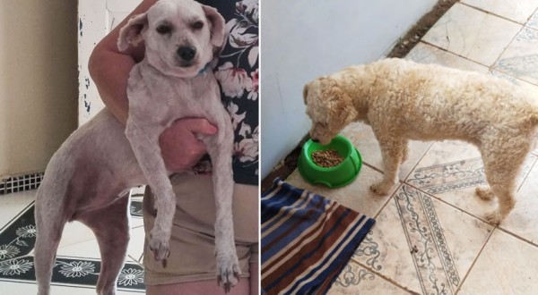 Localizada! Família procura por cachorrinha desaparecida.Paga-se recompensa