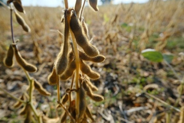 Mercado de soja é sacudido por incertezas econômicas