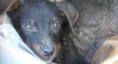 Justiça determina que município do Oeste abrigue e trate animal de rua que sofre de escabiose