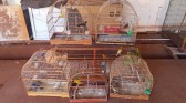 Polícia Civil resgata 70 animais em situação de maus-tratos