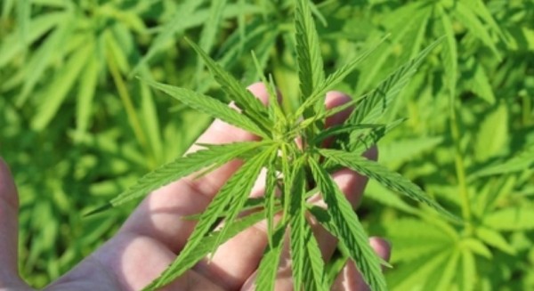 Uso de cannabis medicinal para tratar deficiência intelectual e autismo será debatido