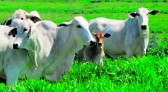 Países voltam a comprar carne bovina do Brasil