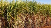 Conab aponta aumento de 4,4% na produção de cana-de-açúcar na safra 2022/23