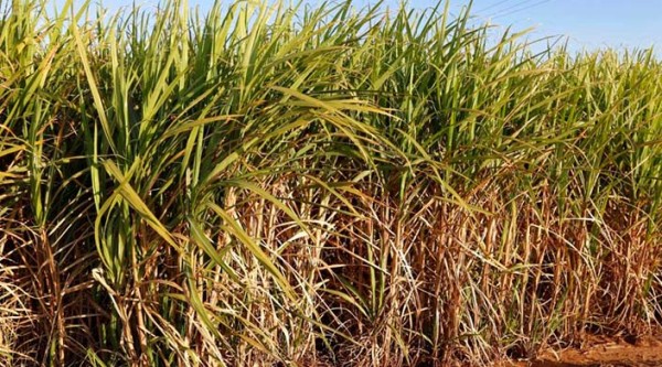 Conab aponta aumento de 4,4% na produção de cana-de-açúcar na safra 2022/23