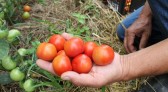 Tecpar orienta população a identificar produtos orgânicos não certificados