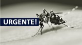 Dengue em SC: apenas 36,5% do público-alvo está vacinado no Estado