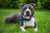 Governo de SC impõe restrições à criação e circulação de pit bulls e outras 10 raças de cães