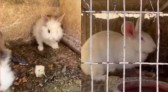 Polícia Civil e ONGs resgatam mais de 20 coelhos abandonados após a Páscoa