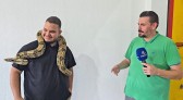 Cerqueirense mantém jiboia como animal de estimação há cinco anos e desperta curiosidade