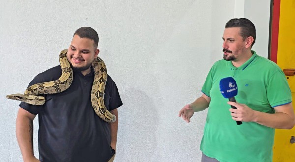 Cerqueirense mantém jiboia como animal de estimação há cinco anos e desperta curiosidade