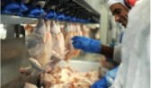 Santa Catarina registra crescimento nas exportações de frango em julho