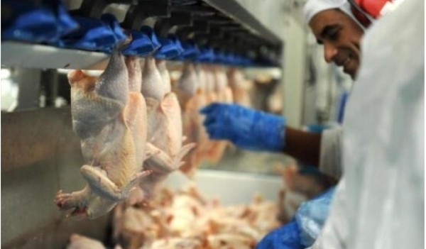 Santa Catarina registra crescimento nas exportações de frango em julho