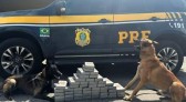 Homem foge de fiscalização no PR e é preso com 53 quilos de cocaína em SC