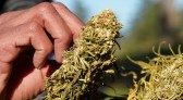 Anvisa proíbe importação de cannabis in natura, mesmo se for para uso medicinal