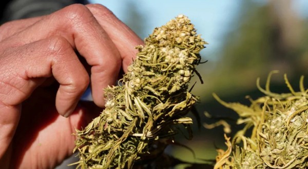 Anvisa proíbe importação de cannabis in natura, mesmo se for para uso medicinal