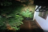 PM encontra pé de maconha plantado em vaso ao lado de residência