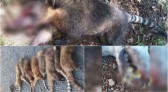 Delegado explica como foram as investigações da operação contra caça ilegal e maus-tratos a animais