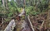 Pesquisadores querem clonar árvore centenária após queda de araucária gigante no Meio-Oeste